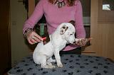 JACK RUSSEL - BROSSAGE 065